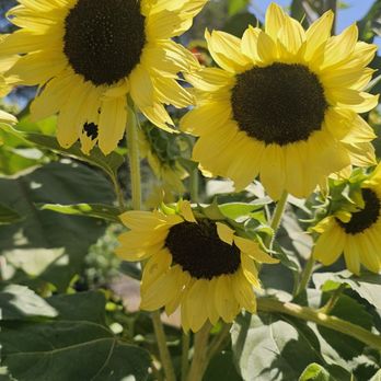 Farmstead At Long Meadow Ranch - Okay like look at these gorgeous sunflowers - American Near Me - Saint Helena, California