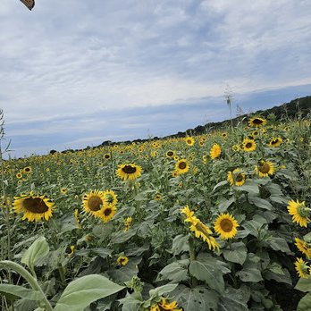 Weldon Spring Conservation Area - A sunflower field with numerous yellow flowers stretches across the landscape under a partly cloudy sky, with a butterfly flying in the upper left corner. - Hiking Near Me - St. Charles, Missouri
