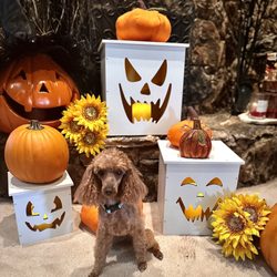 Pet Perfect Salon - This is one of my cute little babies a little poodle. She is so sweet I absolutely adore her.