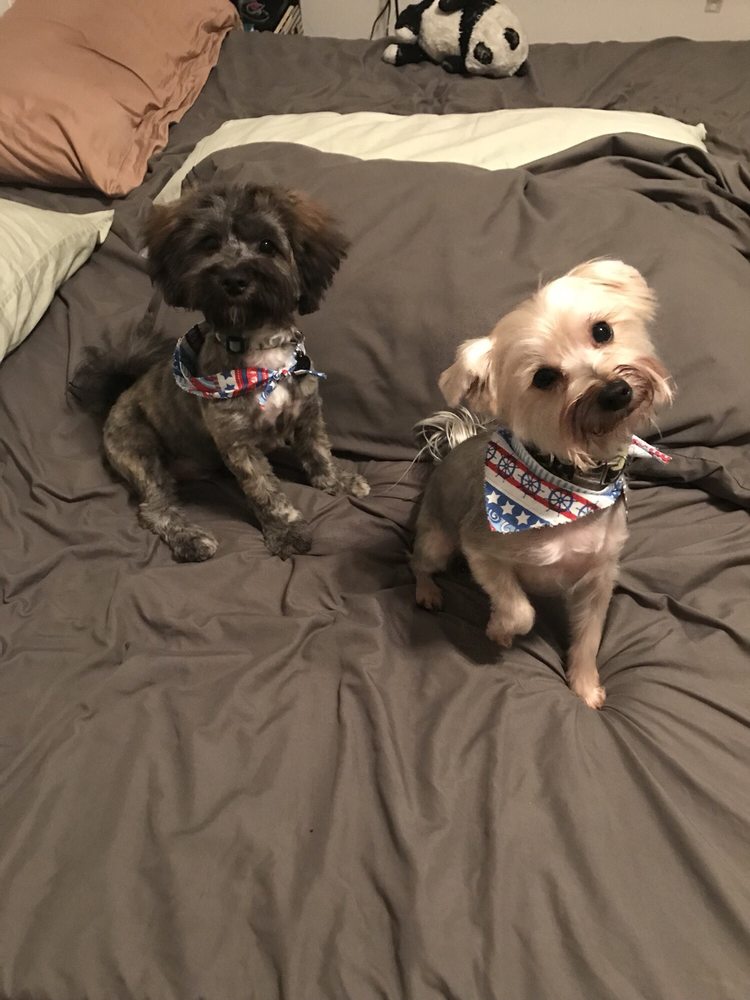 Oh Puppy Image