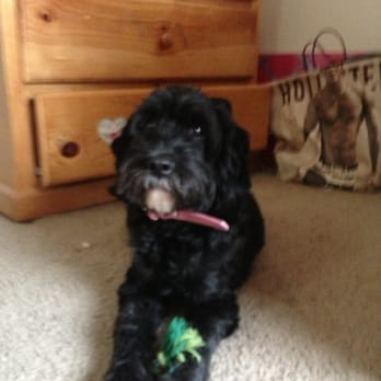 Hill's Pet 'N Feed - My Babe after grooming - Pet Stores Near Me - Gardena, California