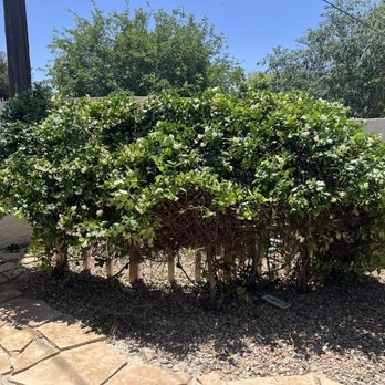 V&V Robles Landscaping - Front of bush - Landscaping Near Me V&V Robles Landscaping - Front of bush - Landscaping Near Me