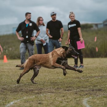 JPK9 Academy - Pet Training Near Me - Elk Grove, California