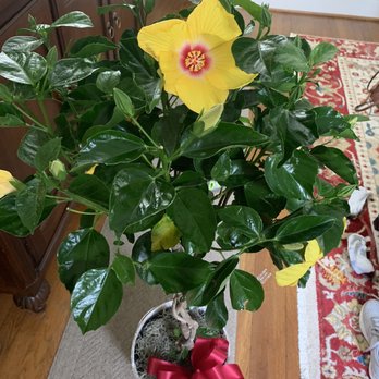 Nicola Flora - Beautiful Hibiscus! - Florists Near Me - Richmond, Virginia Nicola Flora - Beautiful Hibiscus! - Florists Near Me - Richmond, Virginia