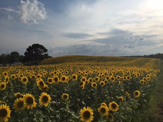 Pope Farm Conservancy by null
