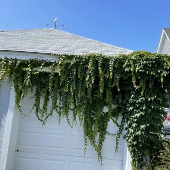 JB's Handyman Services - a house covered in vines - Snow Removal Near Me