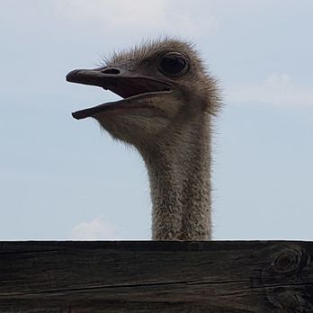 Summerfield Zoo - Ostrich - Zoos Near Me - Belvidere, Illinois
