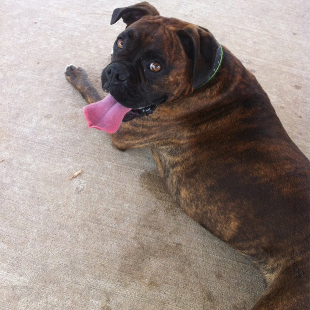 Eberwein Dog Park - Dog Parks Near Me - Chesterfield, Missouri Eberwein Dog Park - Dog Parks Near Me - Chesterfield, Missouri