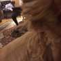 Photo of Pawsitively Heaven