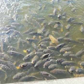 Linesville Spillway - Parks Near Me - Linesville, Pennsylvania