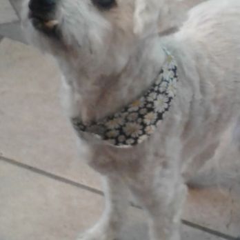 Pretty Pets - Pet Groomers Near Me - Albuquerque, New Mexico Pretty Pets - Pet Groomers Near Me - Albuquerque, New Mexico