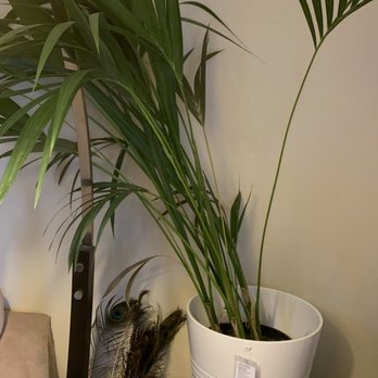 The Tender Gardener - my kentia palm from the tender gardener. it looks a lot worse now. - Nurseries & Gardening Near Me - Oakland, California The Tender Gardener - my kentia palm from the tender gardener. it looks a lot worse now. - Nurseries & Gardening Near Me - Oakland, California