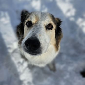 Merry Pets - Jax - Dog Walkers Near Me - Salt Lake City, Utah