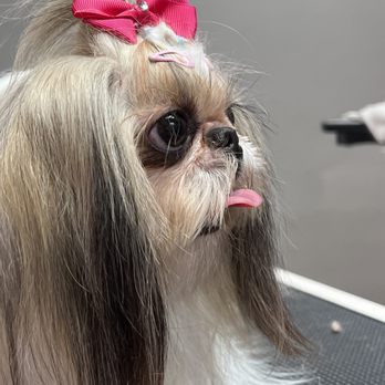 Canine Concepts - Fancy hairstyle - Pet Groomers Near Me - Morgan Hill, California Canine Concepts - Fancy hairstyle - Pet Groomers Near Me - Morgan Hill, California