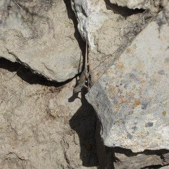 Canyon Pintado National Historic District - encountered a tiny creature on the rocks - Landmarks & Historical Buildings Near Me - Rangely, Colorado