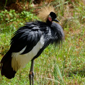 Brevard Zoo - Zoos Near Me - Melbourne, Florida Brevard Zoo - Zoos Near Me - Melbourne, Florida