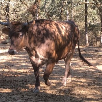 Sindisa Sanctuary - This is Vernon. He's a baby bull-three years old. He is taller than the horses! - Campgrounds Near Me - Healdsburg, California