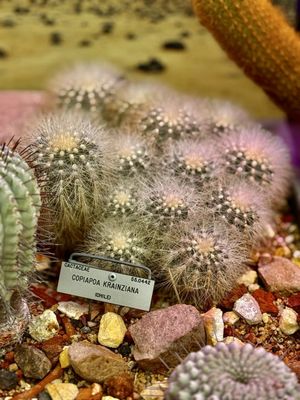 University of California Botanical Garden by null