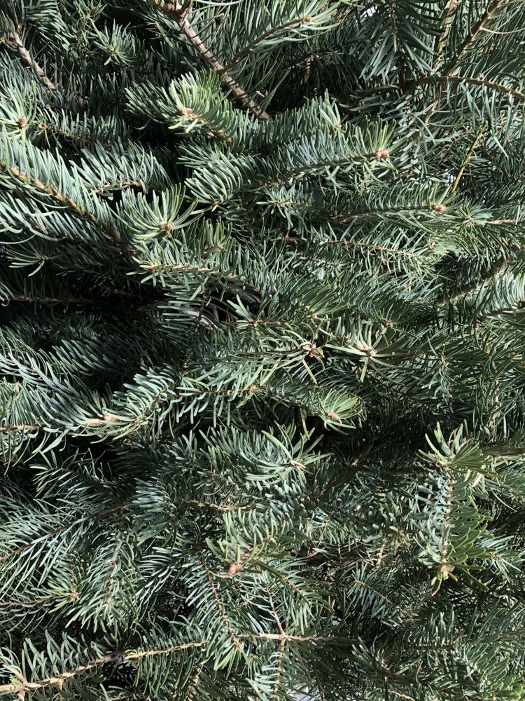 SANDONE CHRISTMAS TREES 15 Photos & 13 Reviews 6555 E Nw Hwy