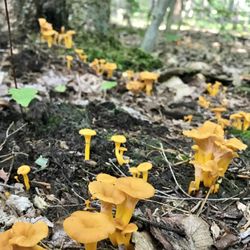 Vacation Acres II - Chanterelles