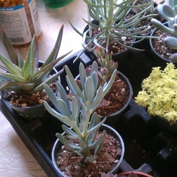 Ted's Greenhouse - Nurseries & Gardening Near Me - Tinley Park, Illinois