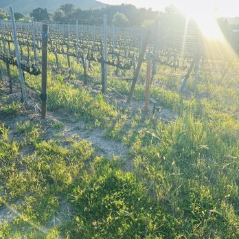 Brick Barn Wine Estate - Vines - Wine Tasting Room Near Me - Buellton, California Brick Barn Wine Estate - Vines - Wine Tasting Room Near Me - Buellton, California