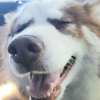 Paws At Main - She's a happy camper after paws at main! - Pet Groomers Near Me - Corona, California Paws At Main - She's a happy camper after paws at main! - Pet Groomers Near Me - Corona, California