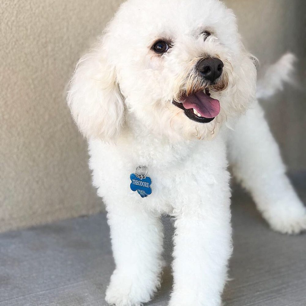 Your Mutt Hutt - Pet Groomers Near Me - Las Cruces, New Mexico Your Mutt Hutt - Pet Groomers Near Me - Las Cruces, New Mexico
