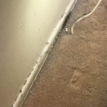 Pestoppers IPM Professionals - These are just some of the ants he got rid of! - Pest Control Near Me - Mission Hills, California