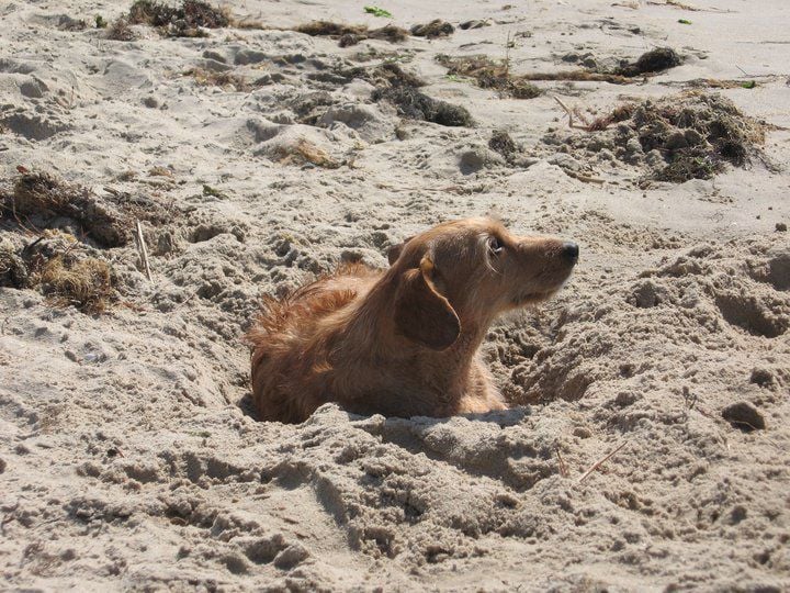 BEACH BABIES PET SITTERS 18 Photos 205 Atlantic Ave, Virginia Beach