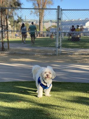 Reed Street Dog Park by null