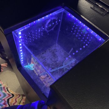 Butterfly Biosphere - It glows in the dark! - Children's Museums Near Me - Lehi, Utah