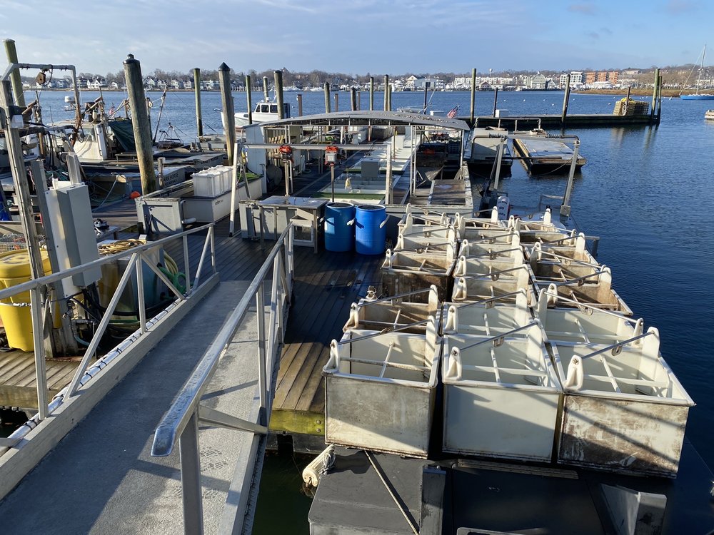 COPPS ISLAND OYSTERS Updated October 2024 16 Photos 7 Edgewater