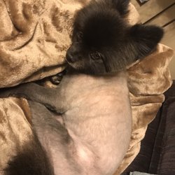 Bark N Purr Pet Salon - Poor baby they shaved her, well almost