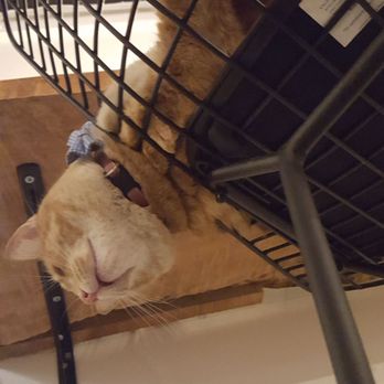 NEKO: A Cat Cafe - Themed Cafes Near Me - Seattle, Washington NEKO: A Cat Cafe - Themed Cafes Near Me - Seattle, Washington