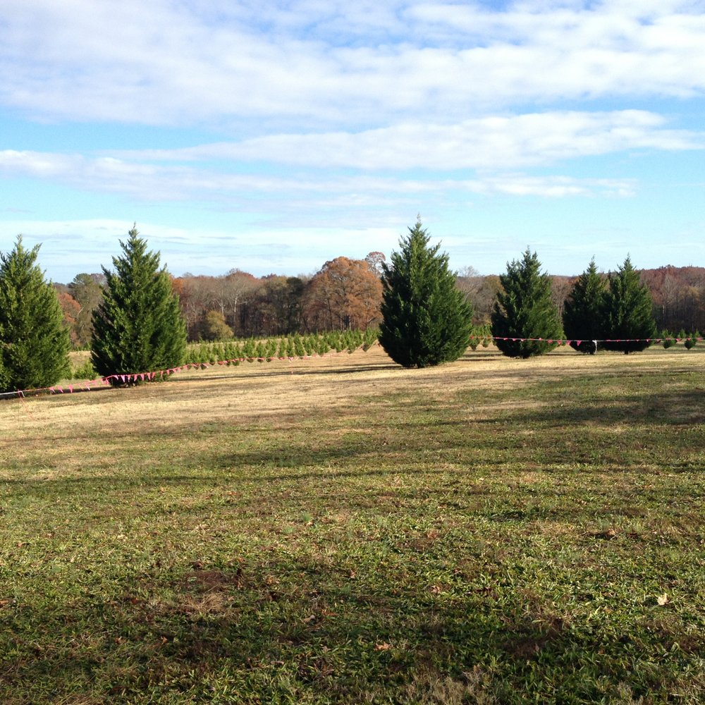 7 G's Farm - Tree lot - Nurseries & Gardening Near Me - Nicholson, Georgia 7 G's Farm - Tree lot - Nurseries & Gardening Near Me - Nicholson, Georgia
