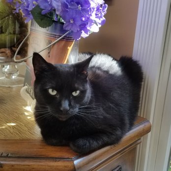 Heart + Paw - Sabbath - Veterinarians Near Me - Centereach, New York