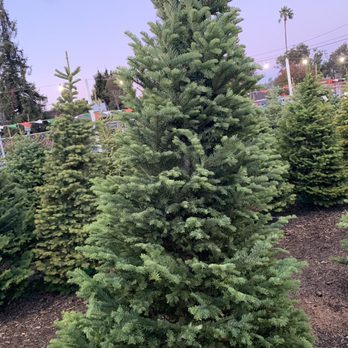 Stanley Family Trees - Christmas Trees Near Me - Hayward, California Stanley Family Trees - Christmas Trees Near Me - Hayward, California