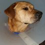 Photo of Del Norte Plaza Veterinary Clinic