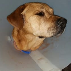 Del Norte Plaza Veterinary Clinic - My Otis!!