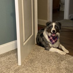 The Groomery