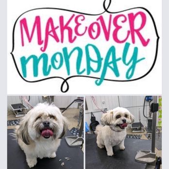 Tracy's Doggone Farm - Full service grooming - Pet Training Near Me - Wadsworth, Illinois Tracy's Doggone Farm - Full service grooming - Pet Training Near Me - Wadsworth, Illinois