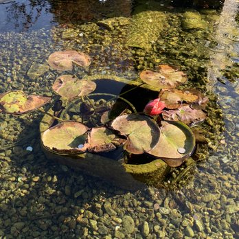 Mission Santa Barbara - Love the lotus flowers - Museums Near Me - Santa Barbara, California