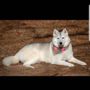 Photo of Furry Faces Cat and Dog Grooming