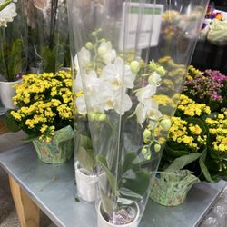 Publix Super Markets - Orchids
