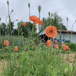 Dr John Wilson Community garden - Summer