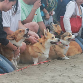 Corgi Con - Getting their stumpy legs ready - Festivals Near Me - San Francisco, California Corgi Con - Getting their stumpy legs ready - Festivals Near Me - San Francisco, California