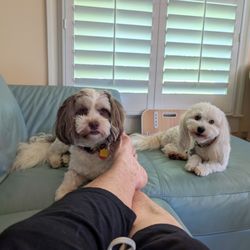 Companion Animal Hospital - Bernie and Oliver relaxing.