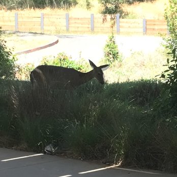 Indian Valley Open Space Preserve - Just a deer enjoying his lunch. - Parks Near Me - Novato, California