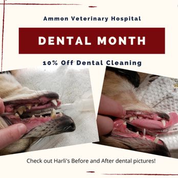 Ammon Veterinary Hospital - Veterinarians Near Me - Ammon, Idaho Ammon Veterinary Hospital - Veterinarians Near Me - Ammon, Idaho
